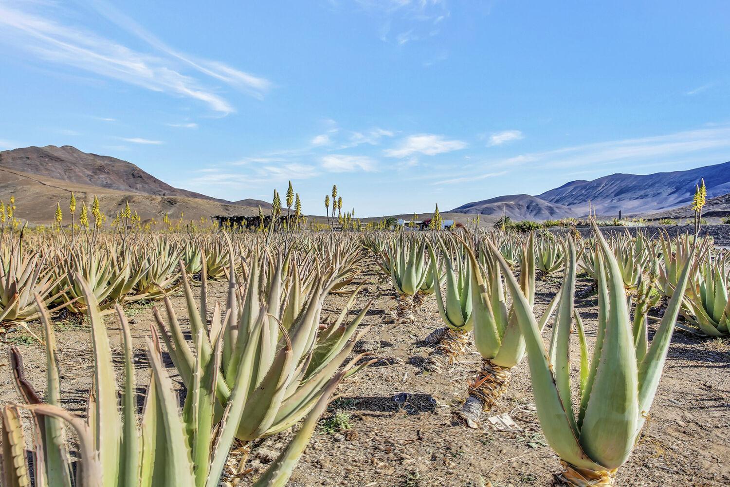 Casa Pilar, Aurora Y Tarabilla En Finca Ecologica Teguitar 外观 照片